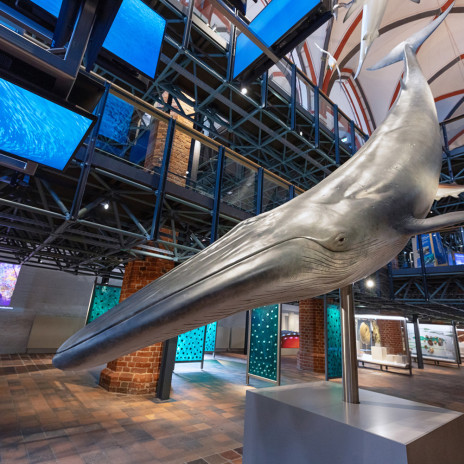 MMM Meeresmuseum 6