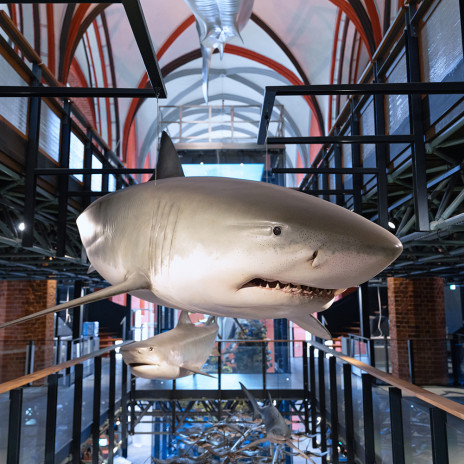 MMM Meeresmuseum 7